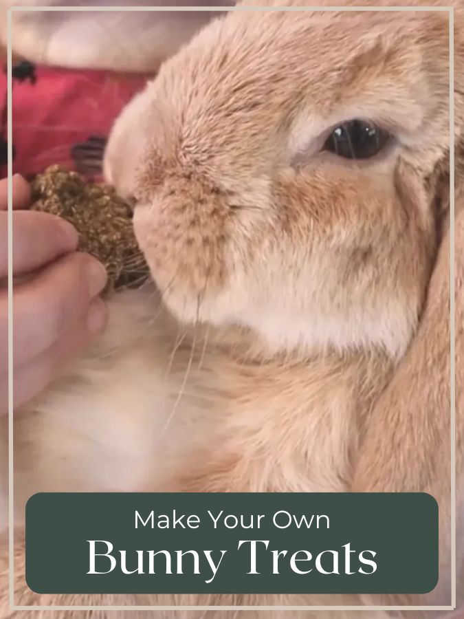 orange mini lop rabbit eating a homemade bunny biscut treat