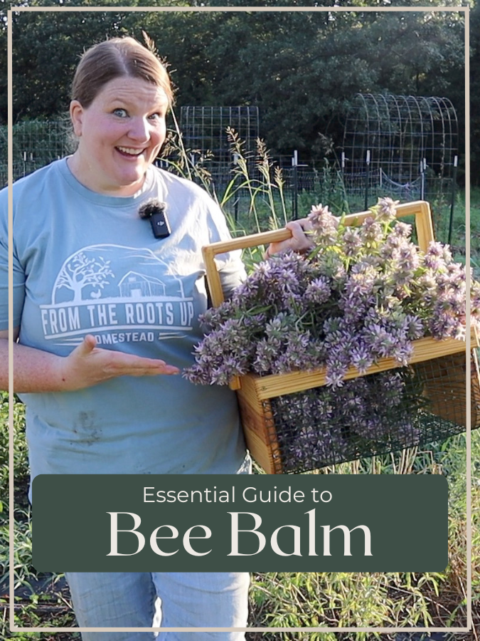 Harvesting and Preserving Bee Balm For Medicinal Tea