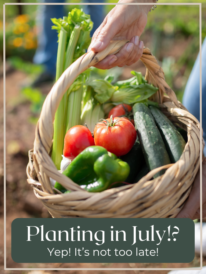 A close-up of a hand holding a wicker basket full of fresh garden vegetables—tomatoes, cucumbers, celery, and green bell peppers—set against a sunlit backyard garden.