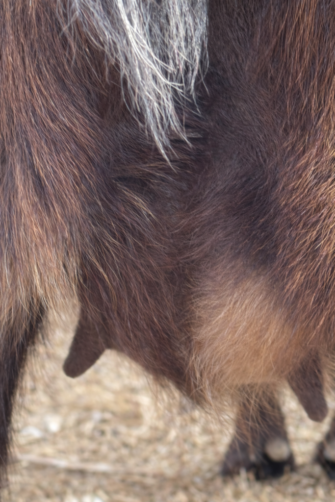 Close-up view of a goat’s udder developing in late pregnancy as the body prepares for kidding.