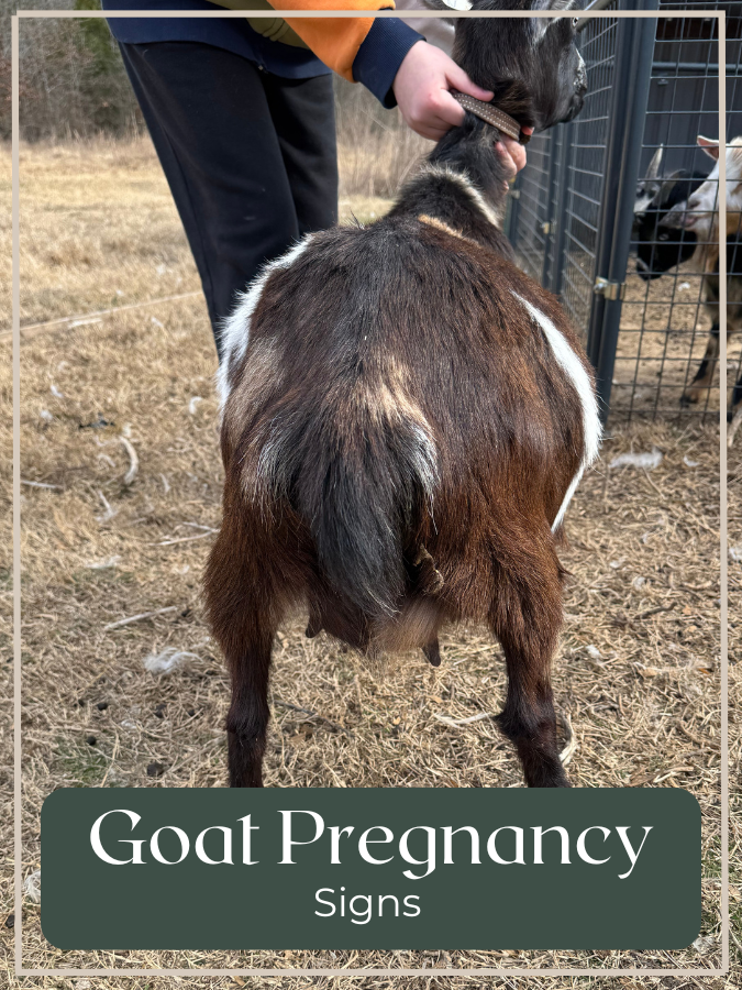 Rear view of a pregnant Nigerian Dwarf goat showing belly shape and udder development