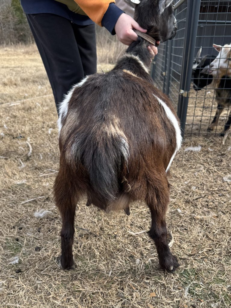 Rear view of a pregnant goat in late pregnancy showing belly drop and widened stance as labor approaches.