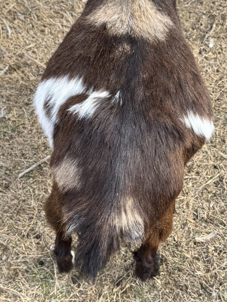 Overhead view of a pregnant goat showing a wide, rounded belly as pregnancy progresses.