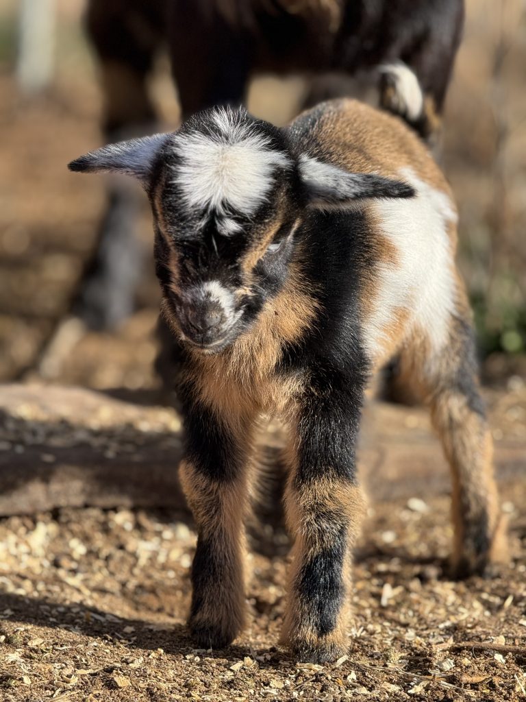 Nigerian Dwarf goat kid standing in the sun the morning after birth.