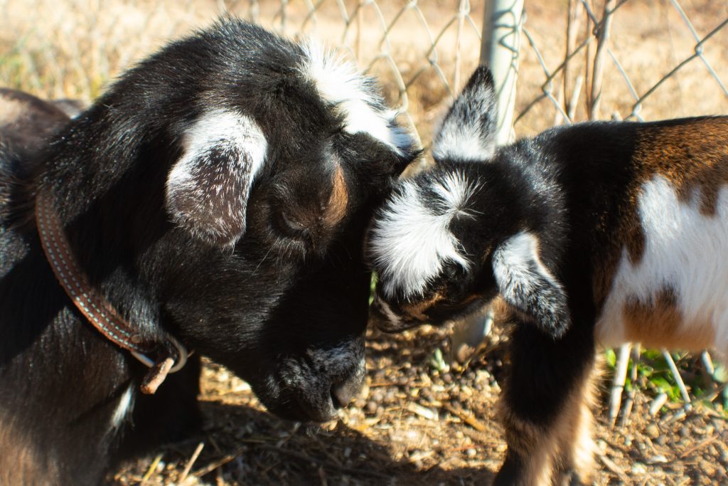 Nigerian Dwarf goat doe nuzzling her newborn kid shortly after birth.